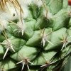 Strombocactus_ disciformis_ ssp.disciformis _08